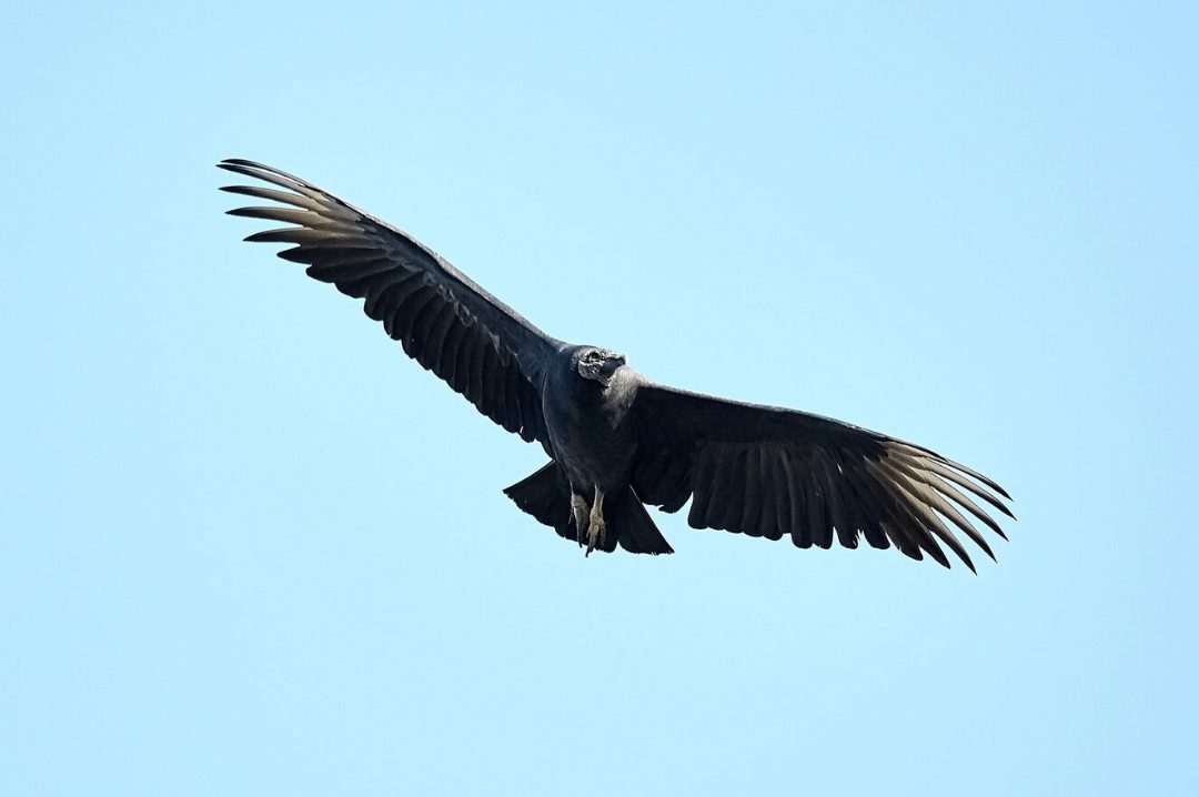 Black Vulture in flight