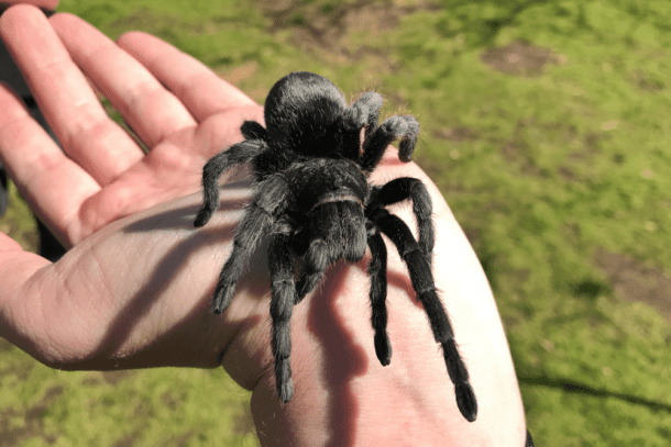 Brazilian Black Tarantula Facts | CRITTERFACTS