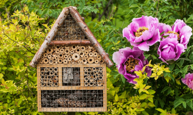 Building a backyard habitat creates a healthy ecosystem