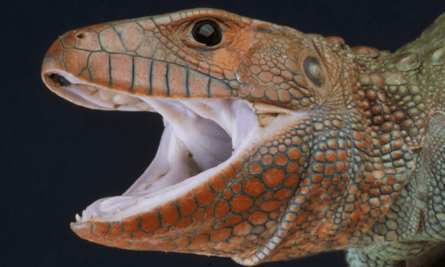 Northern Caiman Lizard