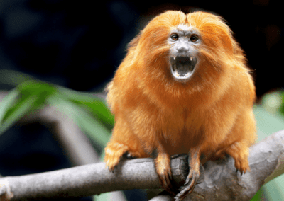 Golden Lion Tamarin with open mouth