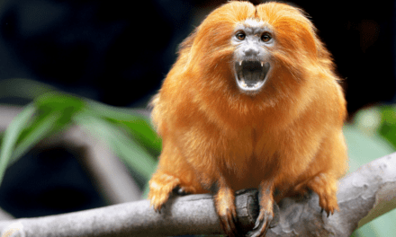 Golden Lion Tamarin
