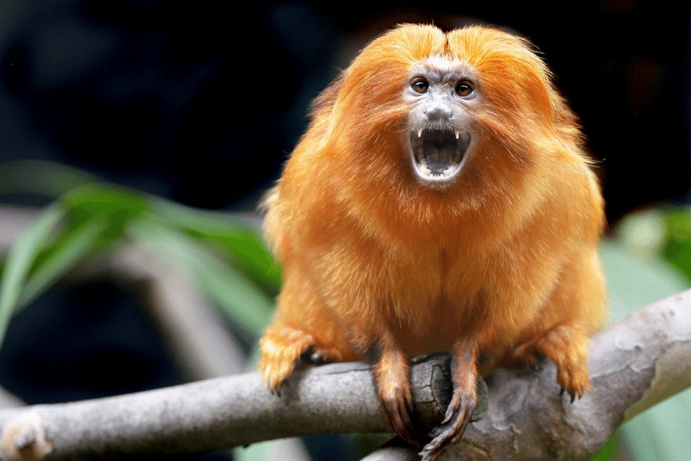 baby golden lion tamarin