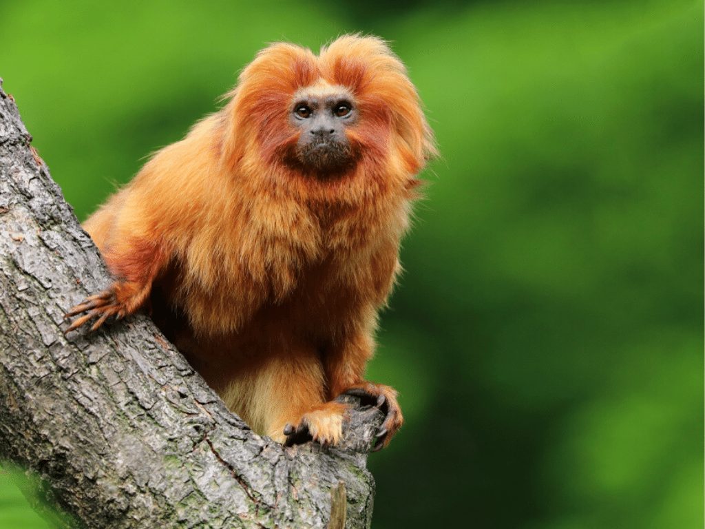 Golden Lion Tamarin Facts CRITTERFACTS