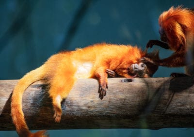 Golden lion tamarin lying down