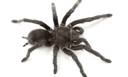 Brazilian Black Tarantula