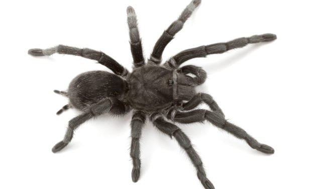 Brazilian Black Tarantula