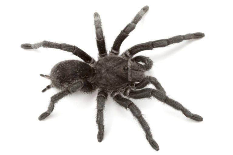 Brazilian Black Tarantula Facts - CRITTERFACTS