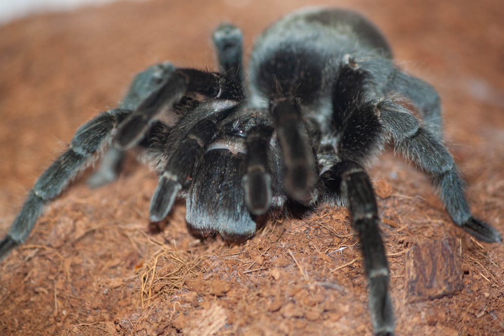 Brazilian Black Tarantula Facts | CRITTERFACTS