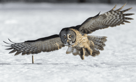 Great Gray Owl