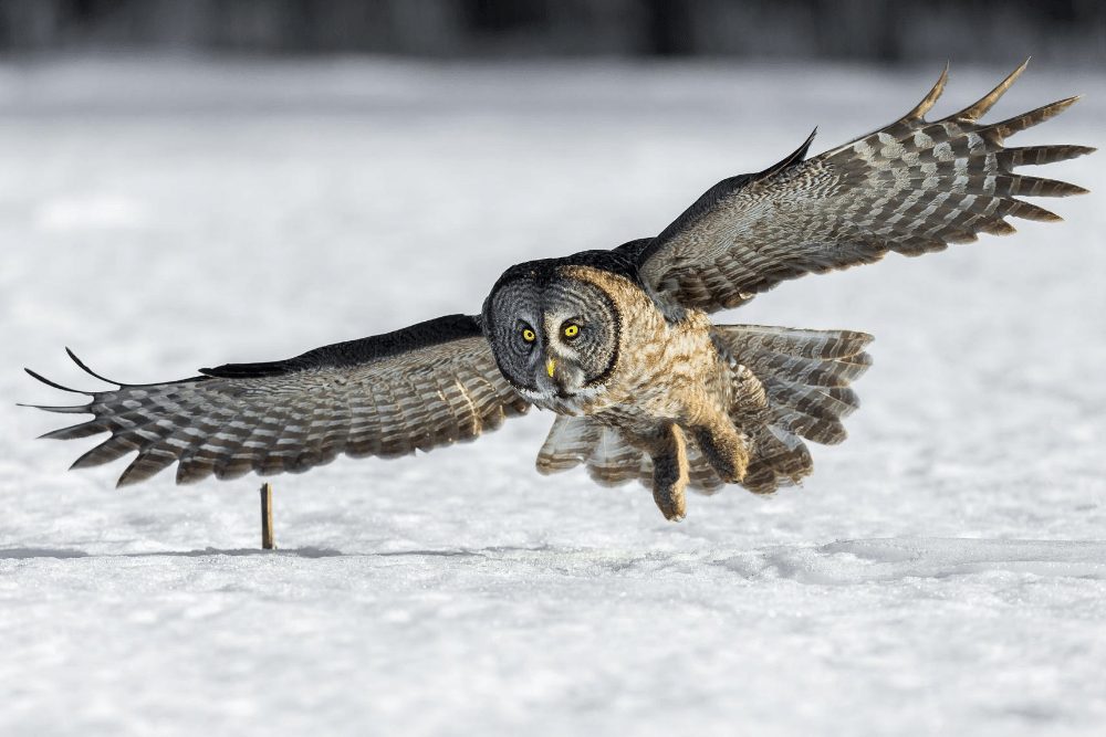 great gray owl wingspan