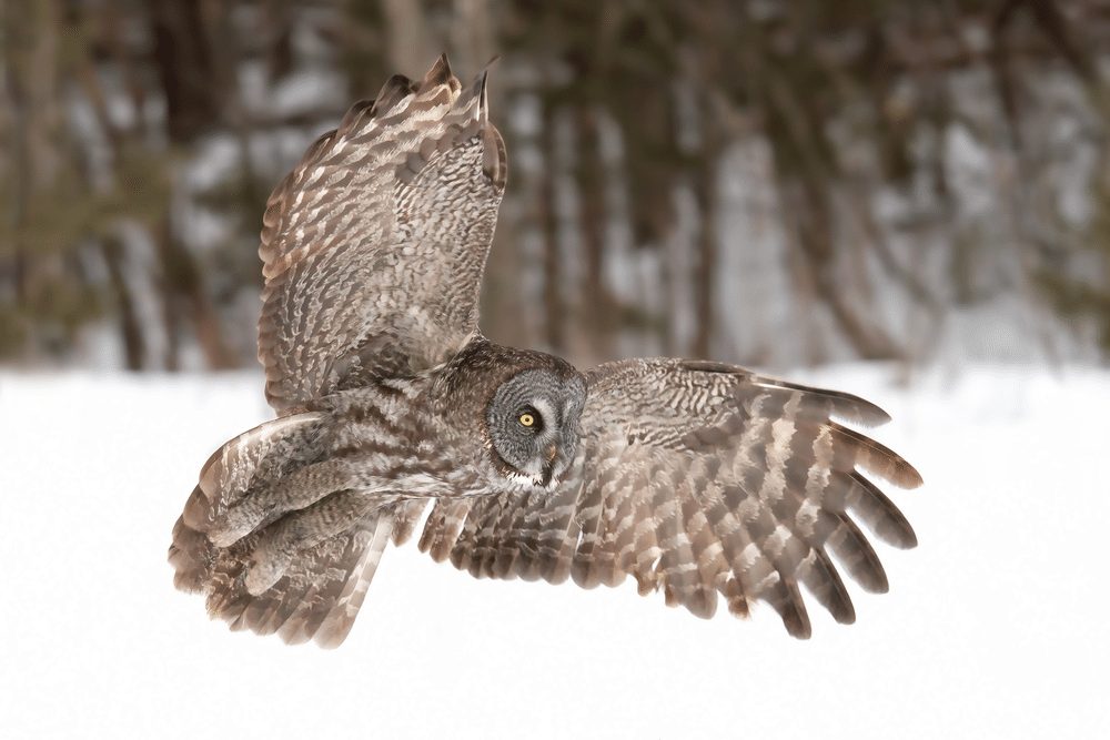 Great Gray Owl Facts | CRITTERFACTS