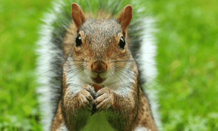 How to Immerse Yourself in Nature: Spotting Common Critters