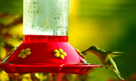 How to Make Safe Hummingbird Food