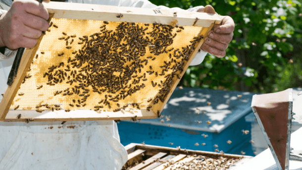 How to get started with beekeeping