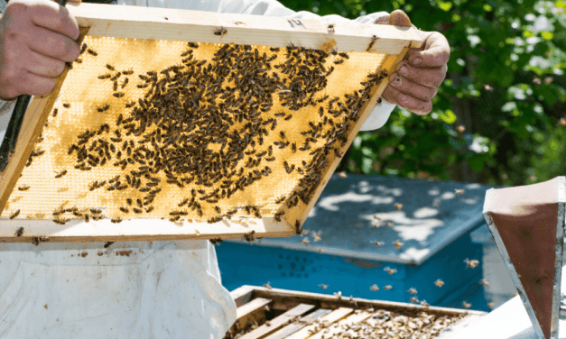 How to get started with beekeeping