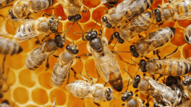 How to get started with beekeeping_ All hail the queen bee