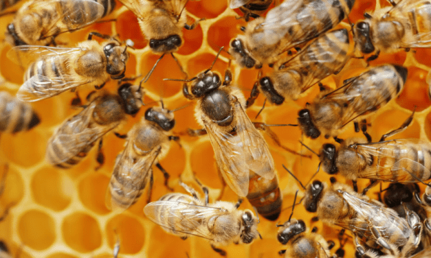 How to get started with beekeeping: All hail the queen bee