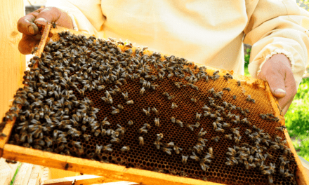 How to get started with beekeeping: Finding the right resources