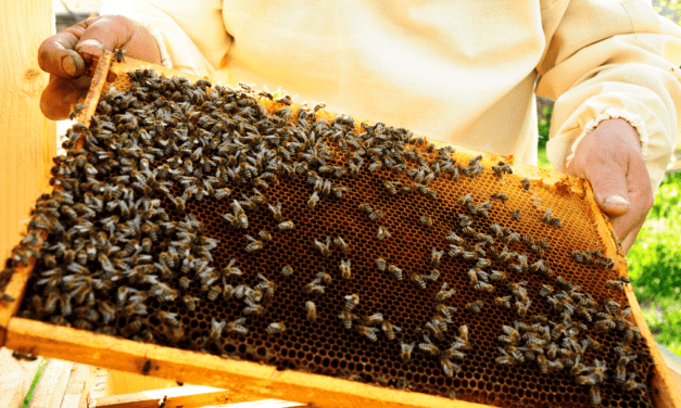 How to get started with beekeeping: Finding the right resources