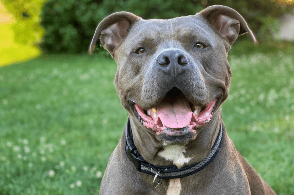 The misunderstood and complicated history of pit bulls - CRITTERFACTS