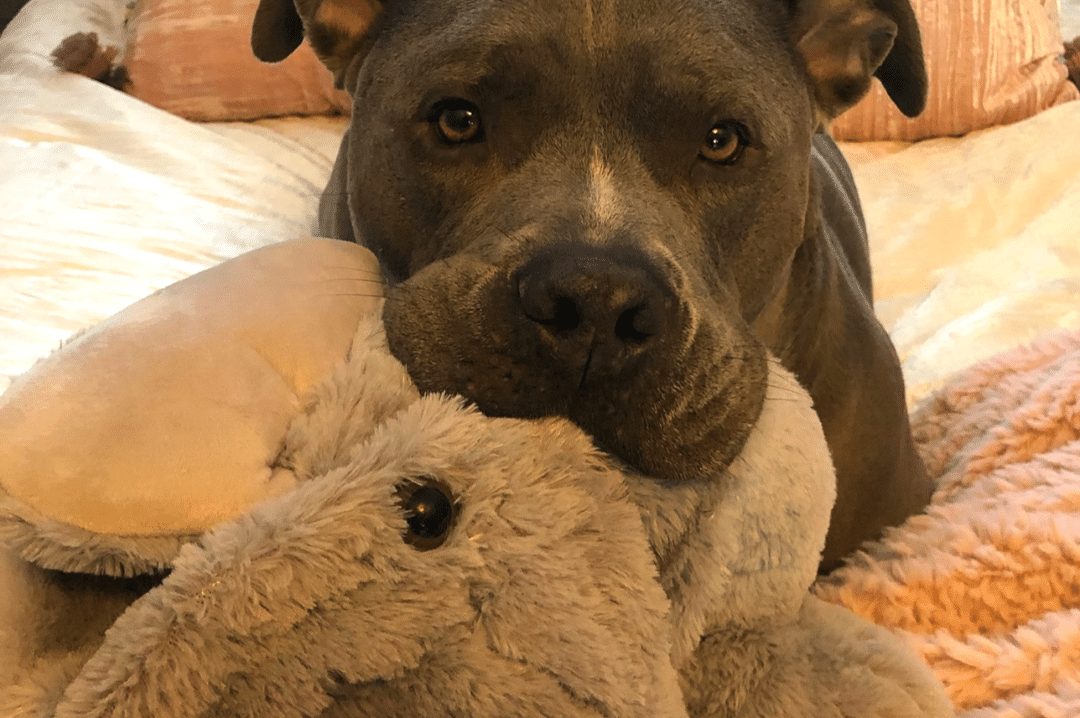 stuffed pit bull toy