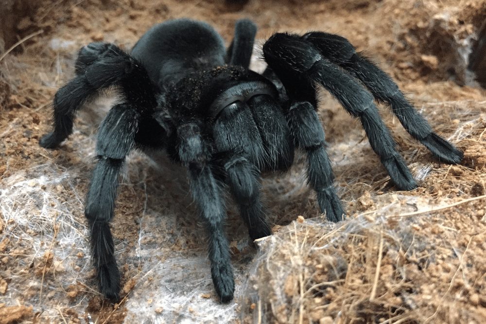 Brazilian Black Tarantula Facts | CRITTERFACTS