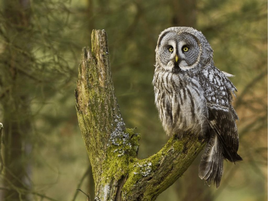 gund grey owl