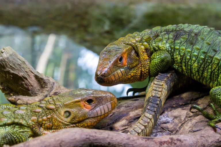 Northern Caiman Lizard Facts - CRITTERFACTS