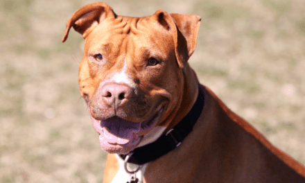 The misunderstood and complicated history of pit bulls
