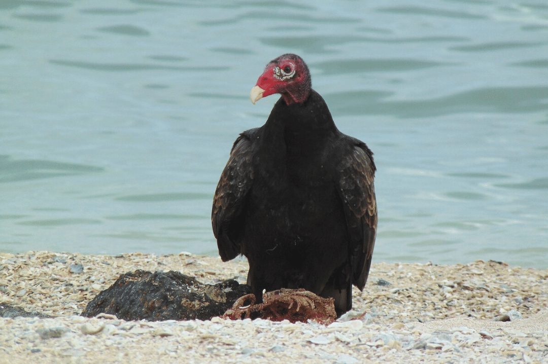 Turkey Vulture on Beach