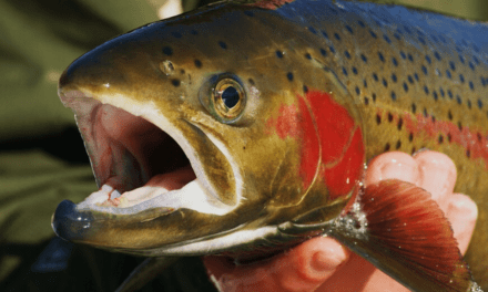 What is a Steelhead Trout?