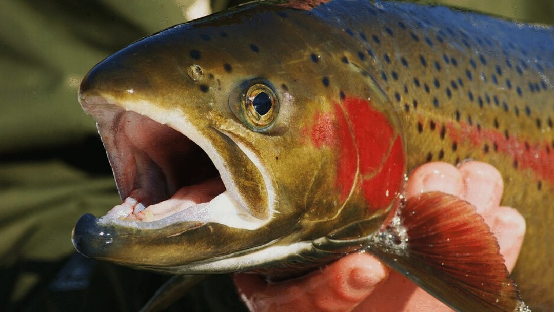 Is steelhead trout healthy