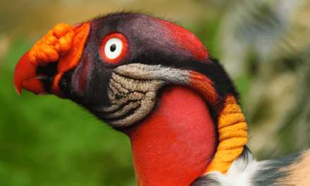Why vultures are essential to human health