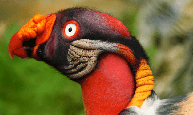 Why vultures are essential to human health