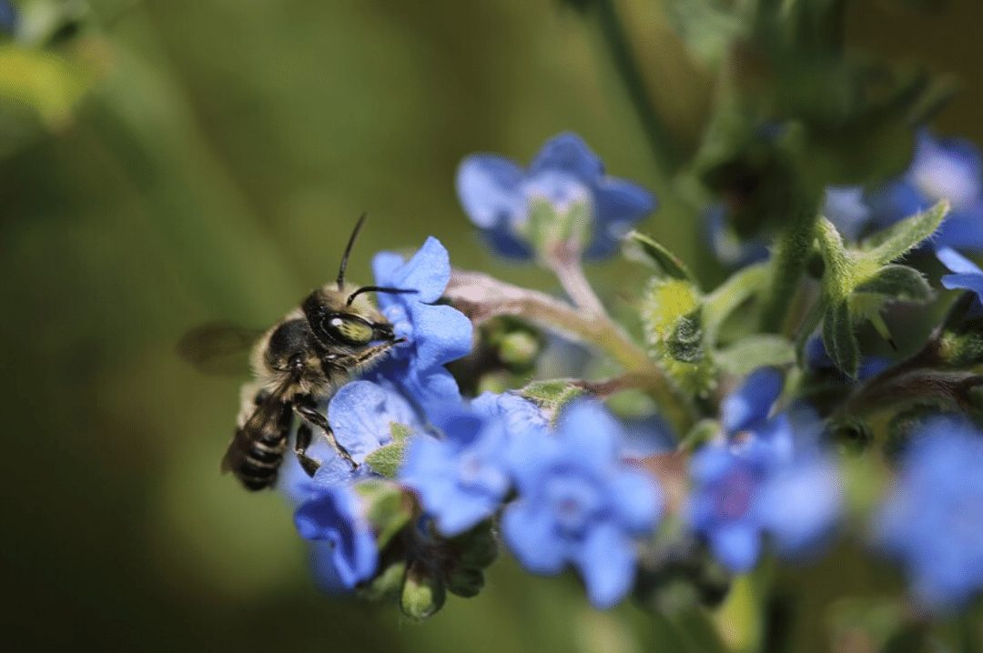 bee landing on a blue flower