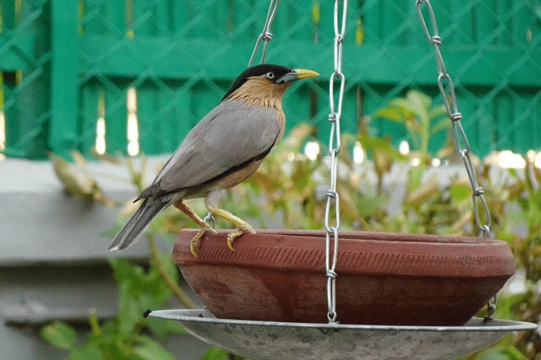 bird sitting on a swinging bird feeder