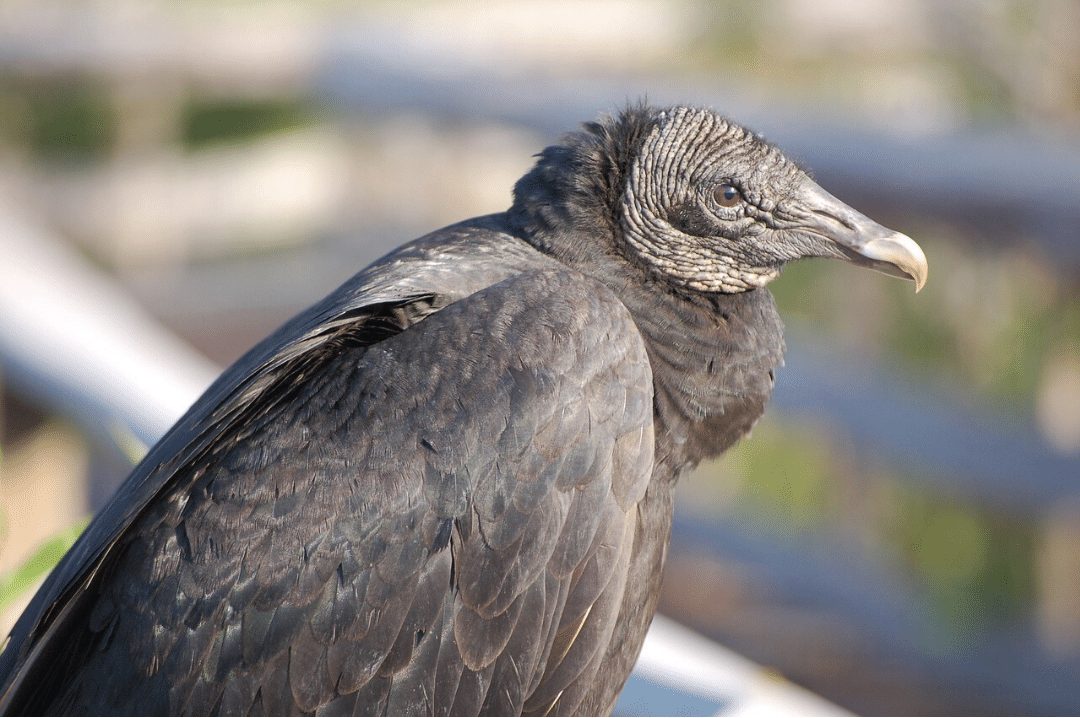close up of a Black Vulture