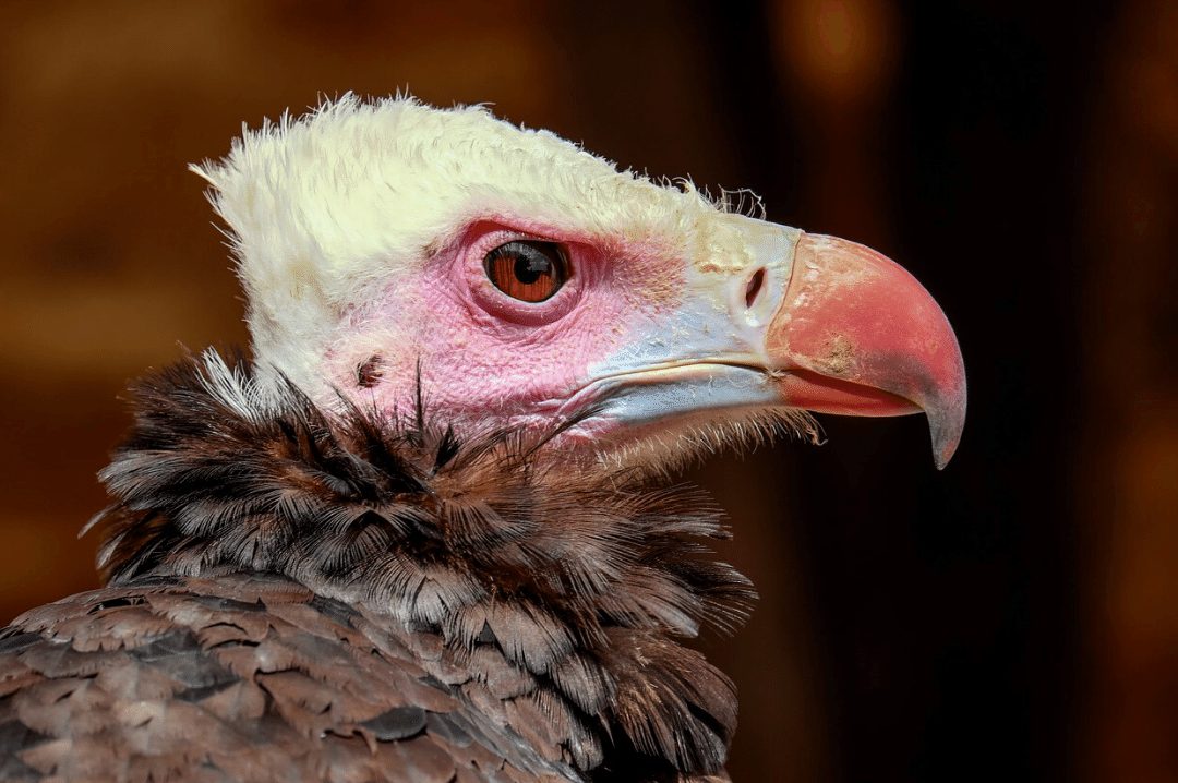 Why vultures are essential to human health | CRITTERFACTS