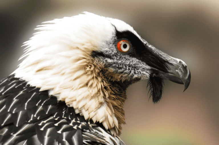 Why vultures are essential to human health - CRITTERFACTS