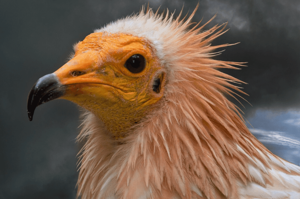 Why Vultures Are Essential To Human Health Critterfacts 6625