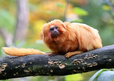full-body picture golden lion tamarin