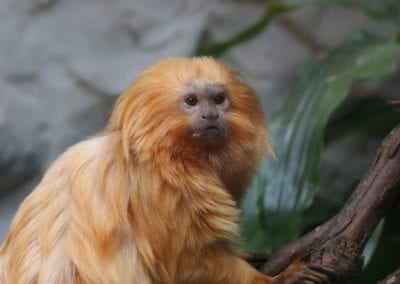 golden lion tamarin close up