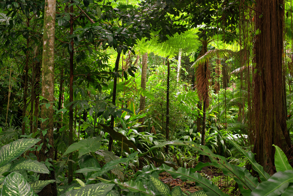 rainforest, Queensland, Australia