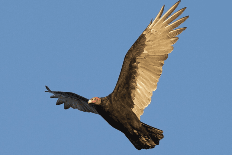 Why vultures are essential to human health - CRITTERFACTS