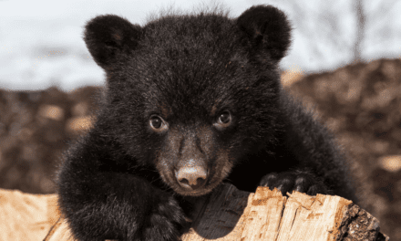 What is a Black Bear Workup? Here is an inside look