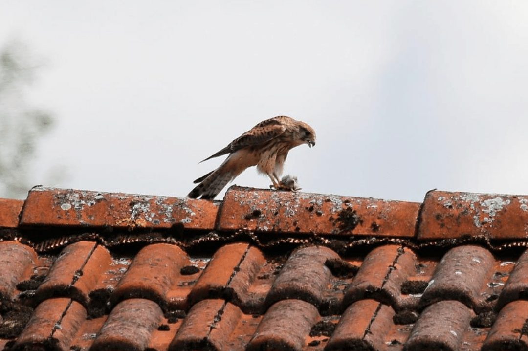 American Kestrel eating a bird on a rooftop