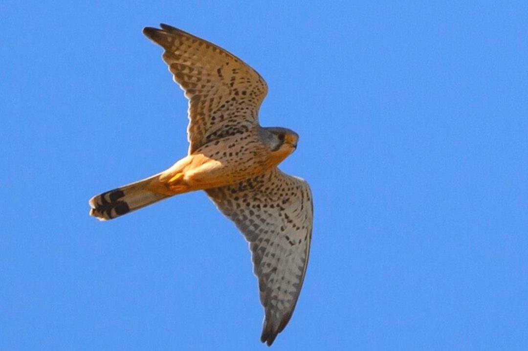 American Kestrel in Flight