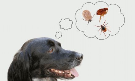 Arby’s Tips and Tricks for Fleas and Ticks