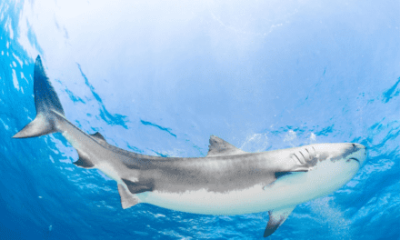 Tiger Shark
